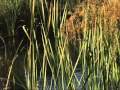 Working Along the Border - 4 - Impact on Land Management Agencies