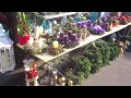Monis Blumenwelt