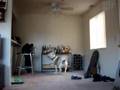 Dog Chases Ceiling Fan Runs In Circles Follow Up Still Funny