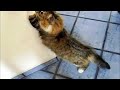 Coco prueba la menta