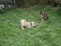 bengal and bulldog