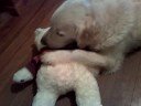 basil and birthday bear 3