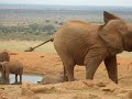 look into wild elephants eyes