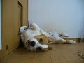 Goro@Welsh corgi 20070916 Sleeping Goro@Welsh corgi 20070916 Sleeping