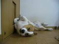 Goro@Welsh corgi 20070916 Sleeping