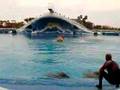 Tom and Max with Dolphins