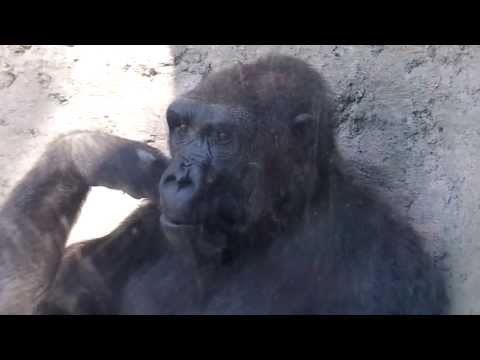 gORILLA