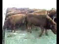 FeedLot