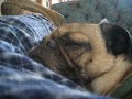 Funny Snoring Pug Funny Snoring Pug