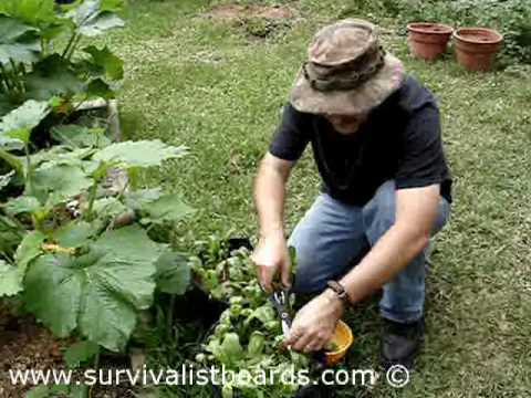 how to harvest spinach