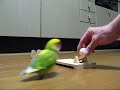 LoveBird ?????????????????? LoveBird ??????????????????