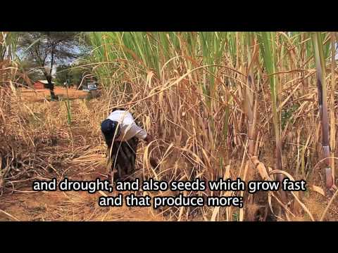 A Small-holder farmer who is benefitted from WVT partner organization - Farm Concern International