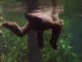 Flooded Forest Phenomenon