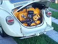 Volkswagen Escarabajo-Beetle-Fusca-Vocho-Bug-Kaefer