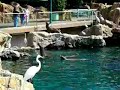 Sealions2