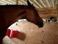 Horse camp 2
