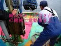 Fishing Engraulis japonica ???? Fishing Engraulis japonica ????