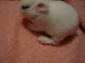 Baby bunny 8 days old **READ INFO B4 COMPLAINING ABOUT QUALITY!!**