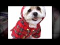 Winter Designer Dog Jacket Collection
