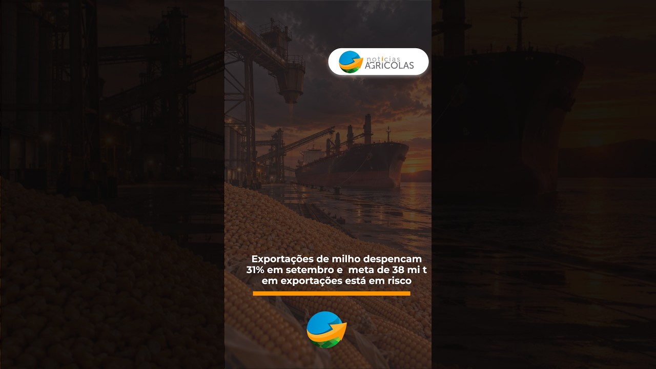 Exportações de milho despencam 31% em setembro e  meta de 38 mi t em exportações fica sob risco