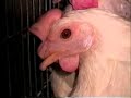 Maltrato al animal