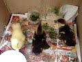 Rescued Muscovy Ducklings Rescued Muscovy Ducklings