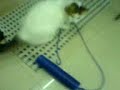 this is Qiana while playing with a...