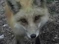 Day Fox