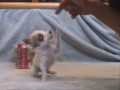 Smallest dog doing tricks(Elwood)