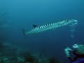A Barracuda and His Followers