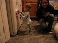 kitchen dancing
