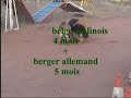 berger malinois et allemand maroc (www.chien-dressage.c.la)