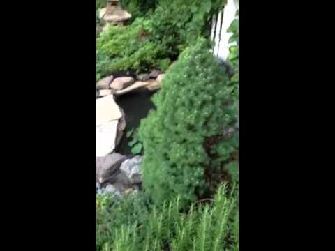 how to fertilize dwarf alberta spruce