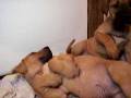 videos de 30.11.08.. tosa  puppy