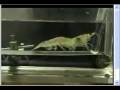 A Prawn does some gymnastics