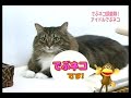 Fat Cat part1