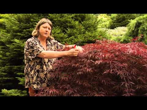 how to care for a japanese maple tree