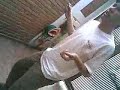 party boy