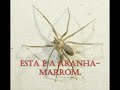 Cuidado com a aranha-marrom. Fotos reais.