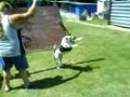 American Bulldog in Action