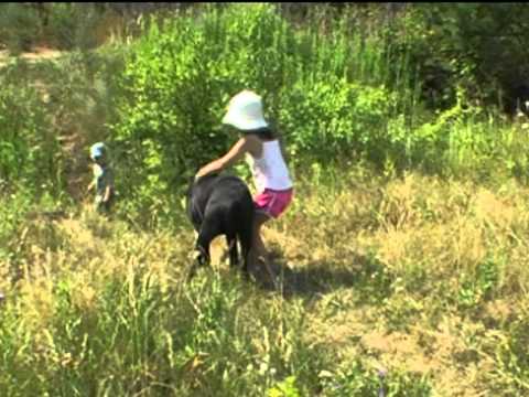 моя собака кане корсо
