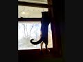 windowcat.wmv