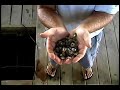 Chesapeake Foodie visits Choptank Sweets Oyster Farm Chesapeake Foodie visits Choptank Sweets Oyster Farm
