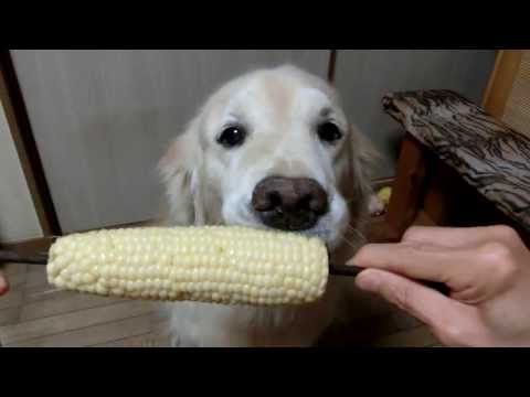 A Golden Retriever That Eats An Ear of Corn