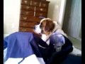 Possessed Dog