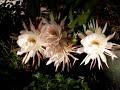 4 blooms, night blooming cereus