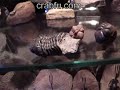 Crabfu $5 iphone microscope