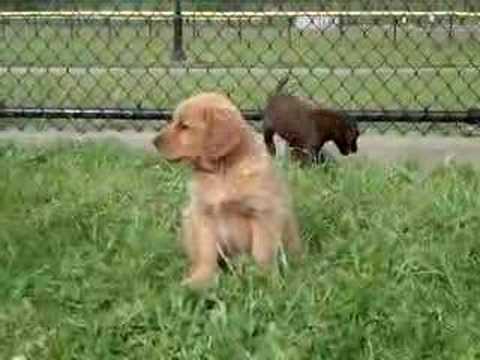 8 week old golden retriever puppy pictures. Golden Retriever Puppy 7 Weeks