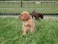 Golden Retriever Puppy 7 Weeks Old Relaxing