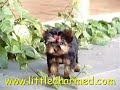 great-puppie-yorkie-female-only-3lbs-full-grow.html